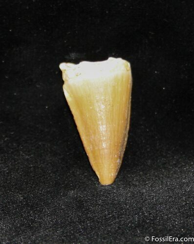 Inch Mosasaurus Tooth #1108